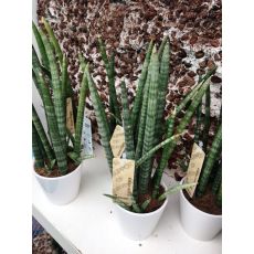 Sanseviriya Bitkisi Çubuk Halinde İthal Sansevieria 20 Cm