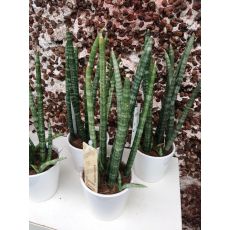 Sanseviriya Bitkisi Çubuk Halinde İthal Sansevieria 20 Cm