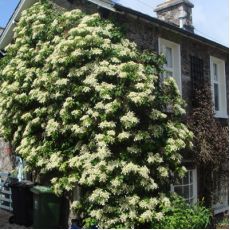 Sarmaşık Ortanca Çiçeği Beyaz Çiçekli  İthal Hydrangea anomala