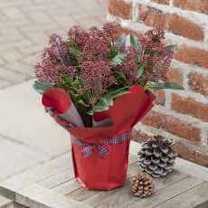 Skimmia Çiçeği Köpük Çalısı İthal Skimmia japonica