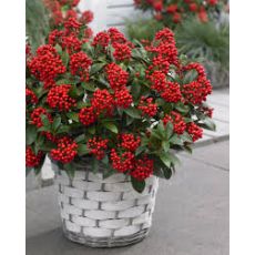 Skimmia Çiçeği Köpük Çalısı İthal Skimmia japonica