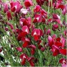 Süpürge Çalısı  İthal Kırmızı Çiçekli Cytisus