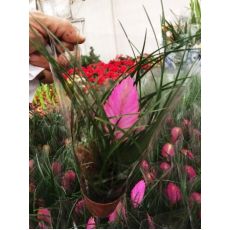Tilandisya Çiçeği Tillandisia İthal 20-30 Cm