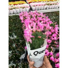 Yılbaşı Çiçeği Yılbaşı Kaktüsü Noel Çiçeği Schlumbergera 10-15 Cm