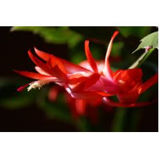 Yılbaşı Çiçeği Kırmızı Çiçekli Yılbaşı Kaktüsü Noel Çiçeği Schlumbergera 5-8 Cm