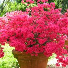 Açelya Çiçeği İthal Dış Mekan Azalea Japonica 30-35 Cm Çapı