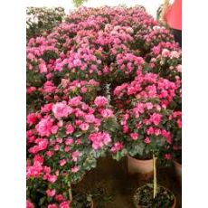Açelya Çiçeği Tijli Azalea Japonica 50-60 Cm