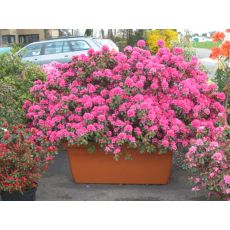 Açelya Çiçeği İthal İç Mekan Azelea Japonica 17-22 Cm Çapı