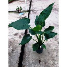 Alokasya Fil Kulağı Çiçeği İthal alocasia 120-140 Cm