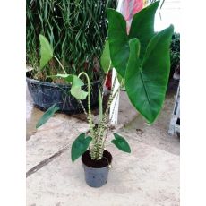 Alokasya Çiçeği Fil Kulağı İthal alocasia Zebrina 35-45 Cm