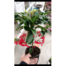 Ardisya Çiçeği İthal Ardisia 20-30 Cm