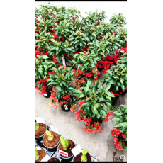 Ardisya Çiçeği İthal Ardisia 20-30 Cm