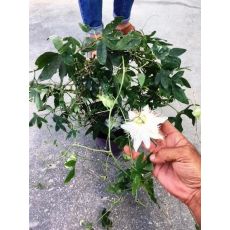 Çarkıfelek Saat Çiçeği iTHAL Beyaz Çiçekli Passiflora Caerulea 40-60 Cm 