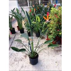 Cennet Kuşu Çiçeği Turna Gagası Starlice Fidani Strelitzia Nicolai İthal 120-150 Cm