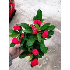 Dikenler Tacı Kırmızı Çiçekli İthal Euphorbia Milii 20 Cm Çapında