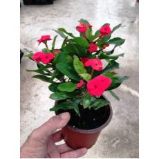 Dikenler Tacı Kırmızı Çiçekli İthal Euphorbia Milii 20 Cm Çapında