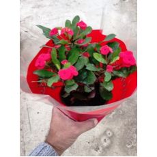 Dikenler Tacı Kırmızı Çiçekli İthal Euphorbia Milii 20 Cm Çapında