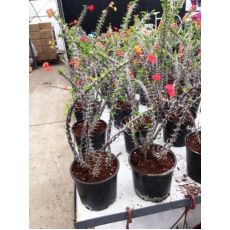 Dikenler Tacı Pembe Çiçekli Euphorbia Milii 25-35 Cm Boyunda