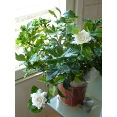 Gardenya Çiçeği Gardenia Yerli 30 Cm Çapı