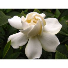 Gardenya Çiçeği İthal Gardenia 15-25 Cm Çapı