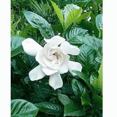 Gardenya Çiçeği Gardenia Yerli 30 Cm Çapı