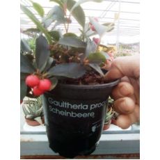 Gaultheria Procumbens Scheinbeere İthal