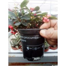 Gaultheria Procumbens Scheinbeere İthal