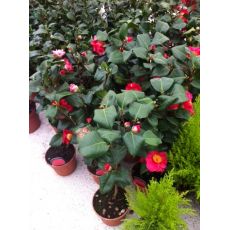 Kamelya Çiçeği İthal Camelia Japonica Kırmızı Çiçekli 30-40 Cm