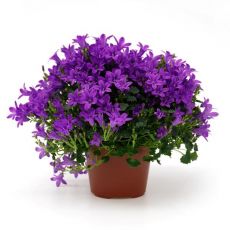 Kampanula Çiçeği Maviş Çiçeği Çan çiçeği Campanula Mor Çiçekli 10-15 Cm