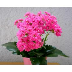 Kardeş Kanı Çiçeği Kan Kardeş Çiçeği İthal Kalanchoe 10-15 Cm
