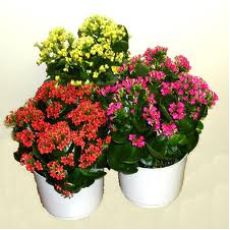 Kardeş Kanı Çiçeği Kan Kardeş Çiçeği İthal Kalanchoe 10-15 Cm