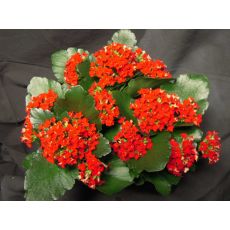 Kardeş Kanı Çiçeği Kan Kardeş Çiçeği İthal Kalanchoe 20 Cm