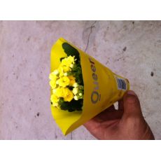 Hediyelik Nikah Çamı Kardeş Kanı Çiçeği Kan Kardeş Çiçeği İthal Kalanchoe 50 Adet Fiyatıdır