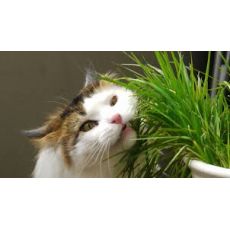 Kedi Otu Kedi Çimi İthal Kedilerin Karın Ağrısını Geçirir Cats Grass