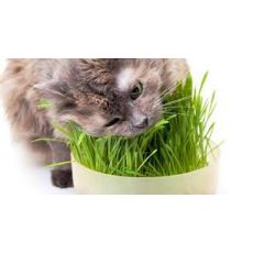 Kedi Otu Kedi Çimi İthal Kedilerin Karın Ağrısını Geçirir Cats Grass