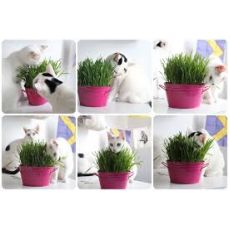 Kedi Otu Kedi Çimi İthal Kedilerin Karın Ağrısını Geçirir Cats Grass