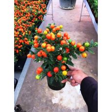 Kudüs Kirazı Çiçeği Solanum Pseudocapsicum 45-55 Cm