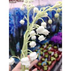 Müge Çiçeği İnci Çiçeği Beyaz Çiçekli İthal Convallaria majalis 