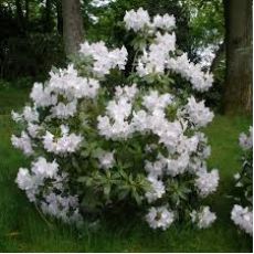 Orman Gülü Beyaz çiçekli İthal Rhododendron 30-40 Cm