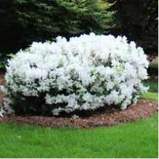 Orman Gülü Beyaz çiçekli İthal Rhododendron 30-40 Cm