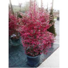 Pembe Çiçekli Çin Ardıcı Loropetalum chinense  150-175 Cm