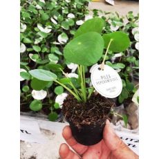 Pilea Bitkisi İthal 5-10 Cm