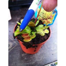 Sinekkapan Bitkisi Etobur İthal Dionaea Muscipula 5-10 Cm Çapı