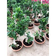 Ficus  Bonzai Bonsai İthal 40-50 Cm