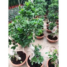 Ficus  Bonzai Bonsai İthal 40-50 Cm