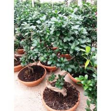 Ficus  Bonzai Bonsai İthal 40-50 Cm