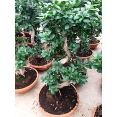 Ficus Bonzai Bonsai İthal 80-100 Cm