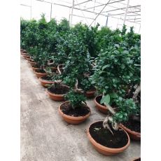 Ficus Bonzai Bonsai İthal 80-100 Cm