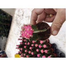 Kaktüs Aşılı İthal Pembe Çiçekli Cactus Succulent