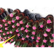 Kaktüs Aşılı İthal Pembe Çiçekli Cactus Succulent